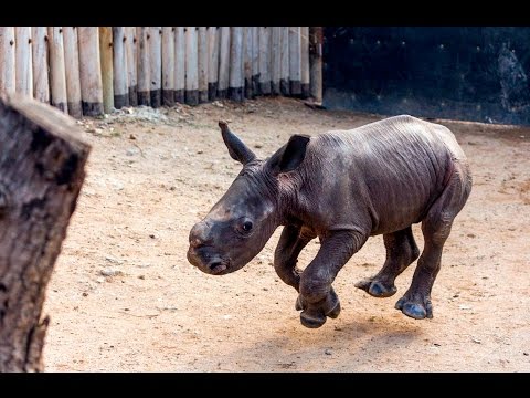 Baby Rhino Runs Around Like A Happy Little Maniac