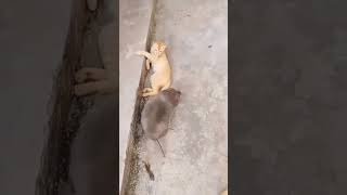 Download lagu biggest rat🐁 in the world 🌍 mp3