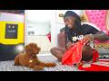 Adopting A Dog For 24 Hours