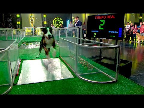 Tristan was the first runner-up of the night's "Million Dollar Dog" contest.