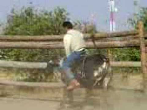 adictos al peligro 1