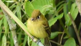 preview picture of video 'Empidonax flavescens, Mosquerito Amarillento, Yellowish Flycatcher'