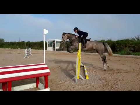 Quality Can Cruise 16.1 (2014) Broodmare - Image 2