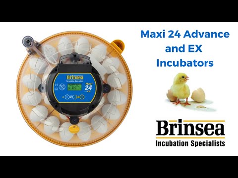 Brinsea's NEW Maxi 24 Egg Incubators, ideal for incubating a wide range of eggs including parrots.