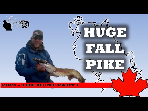 THE HUNT: Crazy Ontario Pike Fishing With BIG Baits In Fall