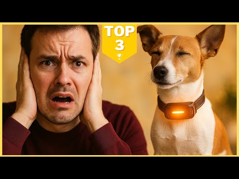 Collier Anti-Aboiement 2025 : Mon Comparatif Honnête