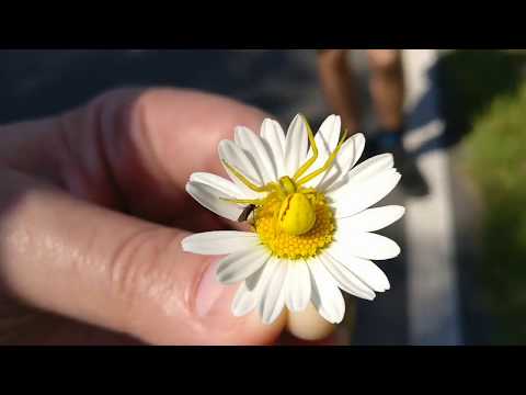 Die perfekte Tarnung-Lustige Tiere