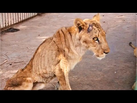 Dying Lioness Had No Hope of Survival, But Suddenly She Heard a Voice that Changed Her Life