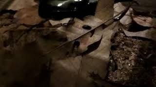 アトラスオオカブト　オスとメスの喧嘩