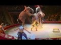 Цирк, выступление слонов 