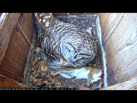 Female Barred Owl Nuzzles Up Next To Partially Eaten Squirrel – March 12, 2021