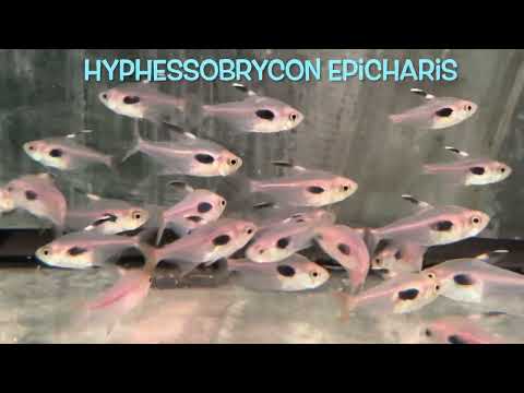 Hyphessobrycon epicharis