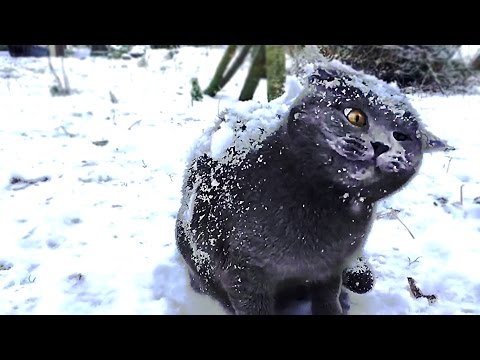 The Most Adorable Cat in Snow Moments