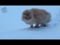 Cats in snow compilation