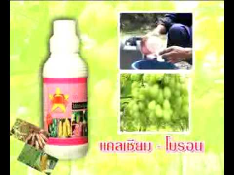 ความอ่อนแอและการรักษาด้วยสมุนไพร กี่ปีสูญเสียความแข็งแรง