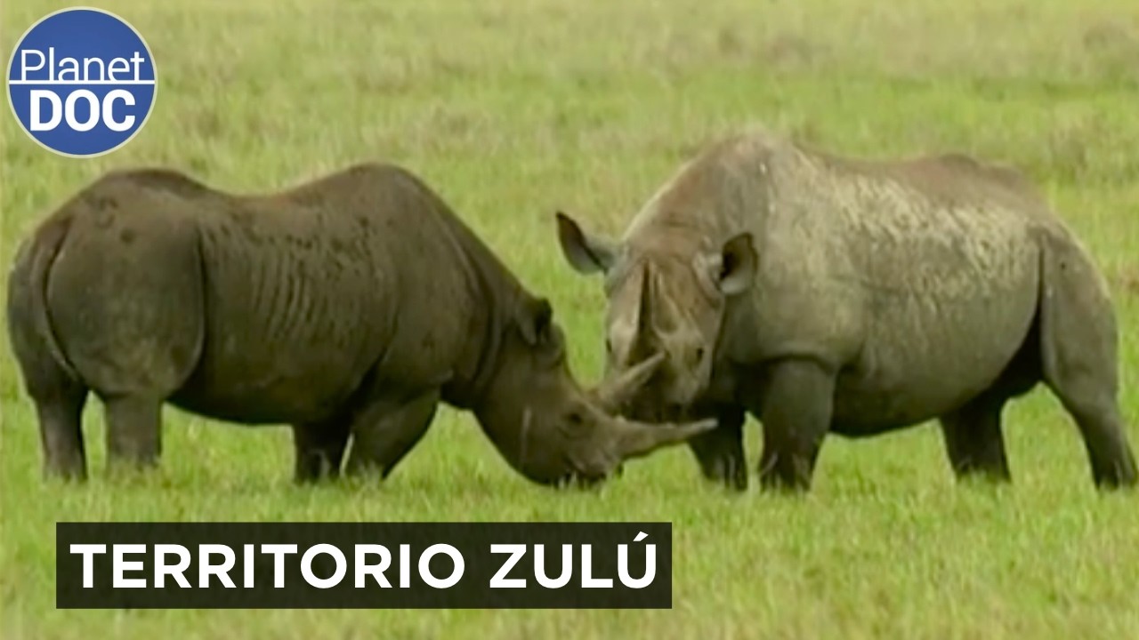 Umfolozi y la Nación Zulú: El Ecosistema Secreto de Sudáfrica | Documental Completo | Planet Doc