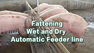 Dry and wet fattening line - Feeding apparatus for pigs - GREAT FARM