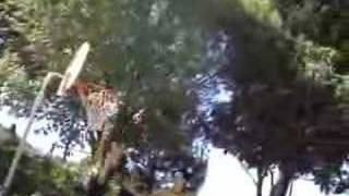 Basket schiacciate e cazzate(anti-flag i don&#39;t believe)