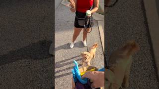 Blessing dogs with free pup cups and treats 💖 #Pawsitivity #kindness #community #dogs