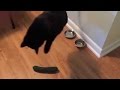 Cats Scared By Cucumbers Compilation