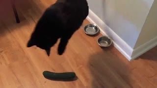 猫 vs きゅうり