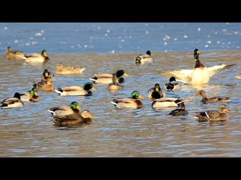 Mallard ducks quacking sounds