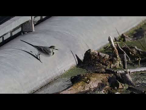 Eine Bachstelze am Wehr mit der Canon EOS R5 und dem Objektiv RF 800 gefilmt.