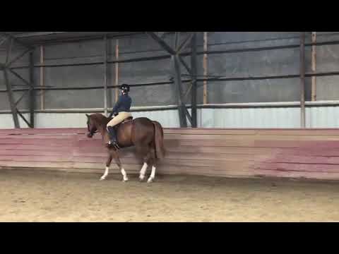 Samantha Shapiro- Green Horse Equitation