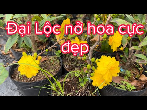 Đại Lộc nở hoa, 0397142252 hoặc 0947873959