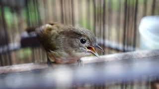 Download lagu RAJA BESET PANJANG|| NYECRETTT DURASI |• Flamboyan gacor juara  mp3