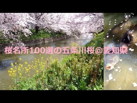 2022 4五条川桜花吹雪@愛知県尾北自然歩道