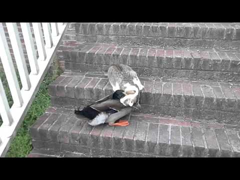 Cat duck fight tom bonin