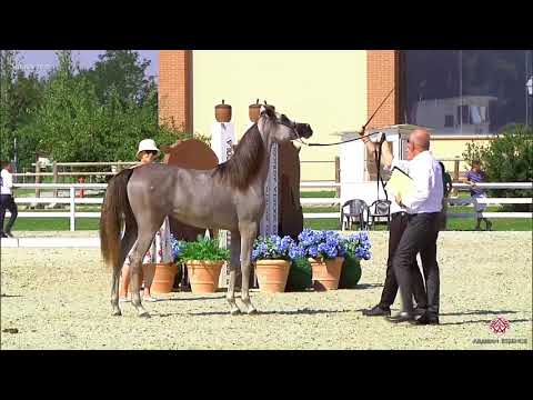 N.9 BM ZAHIRAH - Milan 2020 Arabian Horse Show - Yearling Fillies (Class 1B)