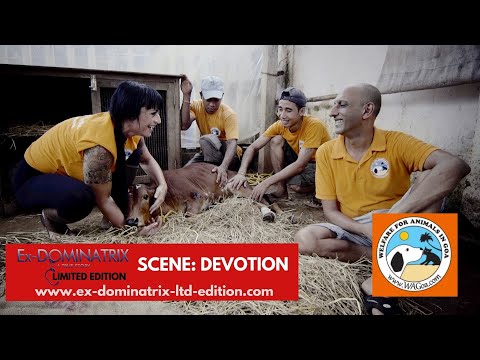 Ex-Dominatrix a true story Limited Edition OUT NOW - Scene - Devotion