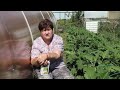 КТО БЫ МОГ ПОДУМАТЬ, ЧТО ЭТО СЛУЧИТСЯ С МОИМ ОГОРОДОМ. ИТОГИ СЕЗОНА
