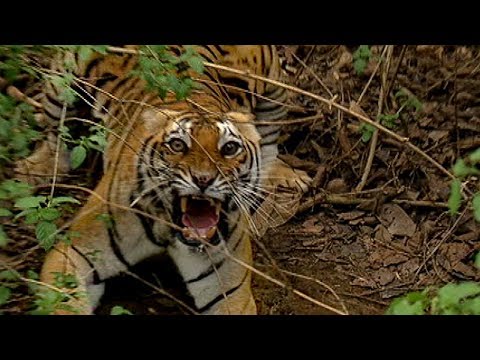 download lagu mp3 mp4 Tiger Near Me, download lagu Tiger Near Me gratis, unduh video klip Tiger Near Me