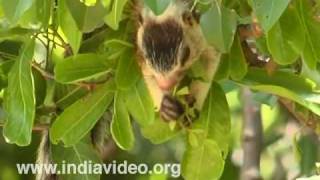 River Otter, Mustelidae, Neer Nai, Wildlife, Flora and Fauna, India, Kerala Videos River Otter, Mustelidae, Neer Nai, Wildlife, Flora and Fauna, India, Kerala Videos