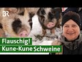 Fast Ausgestorben Alte Schweinerasse Kune Kune Durch Schweinezucht Gerettet Unser Land BR
