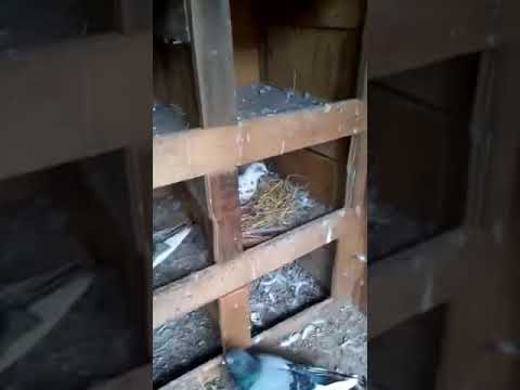 Supiri paravi Tikak innava vikunanda