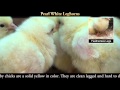 Video: Pearl White Leghorn Baby Chicks
