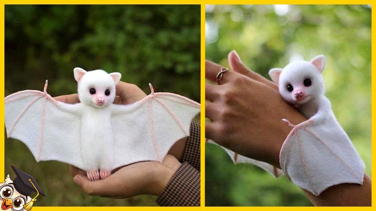 20 Animais Mais Amigáveis Do Mundo