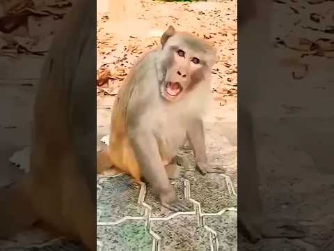 mamma ek gilas Pani de Dena mama please mamma please #shortsfeed #viral #views #shortsyoutube #shor