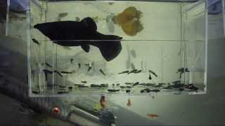 Black Molly 1st birth