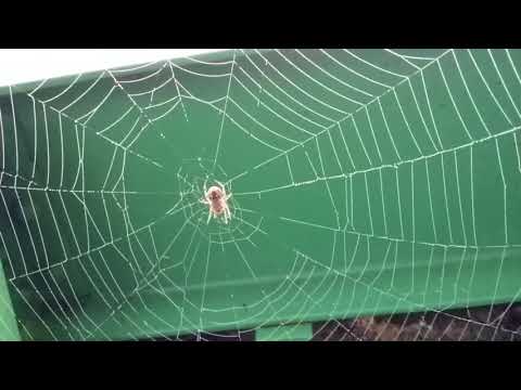 Hundreds of spiders on the Green Towne Bridge Wilbraham Mass