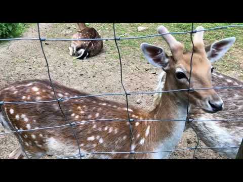 Wildpark Brudergrund in Erbach Odenwald Video 2
