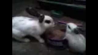 preview picture of video 'Blora Rabbits - Kelinci Dan Toples Pelet'