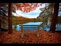Autumn leaf fall. 