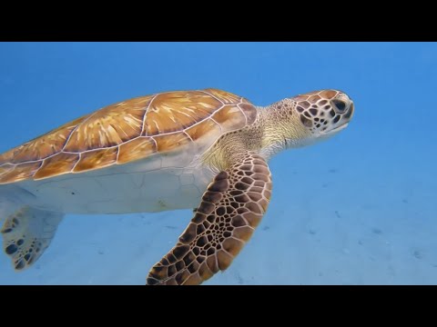Curaçao | Playa Piskado diving