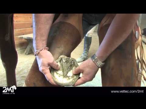 YouTube video about: How to fix underrun heels in horses?