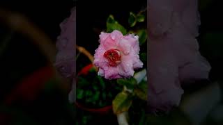 Download lagu BUNGA MAWAR SAMPING RUMAH | CINEMATIC #shorts #cinematic #aesthetic #story #storywa30detik mp3